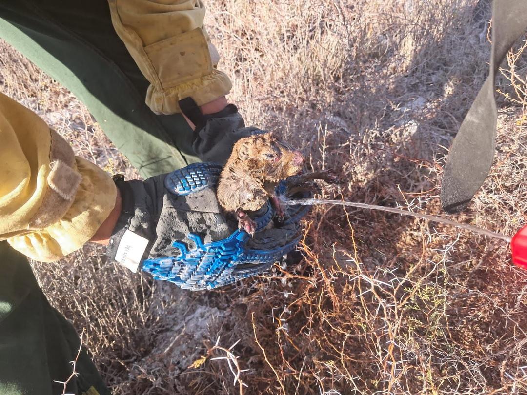 Bomberos de Albardón salvaron a un conejo atrapado en un incendio y llamaron a evitar las quemas