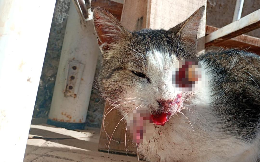 Piden colaboración urgente por un gato herido en La Bebida