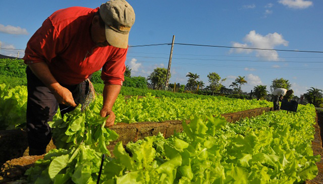 San Juan reforzó medidas de apoyo para productores hortícolas tras contingencias climáticas
