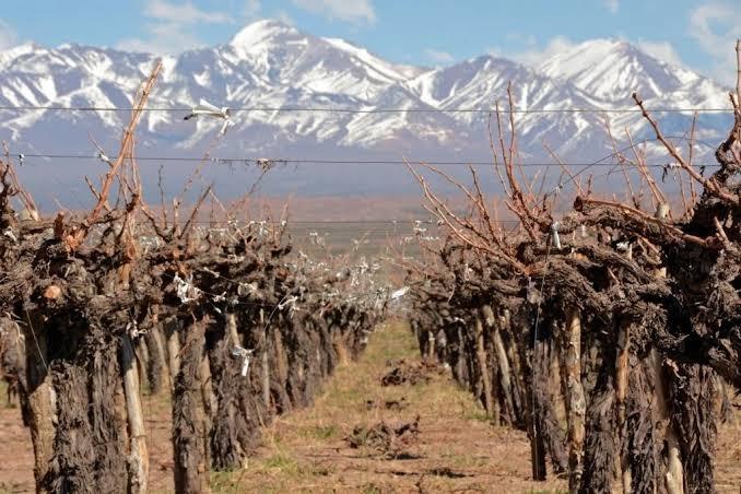 Quiso llevarse cepas de una finca vacía, pero lo frenaron a la carrera en Rivadavia