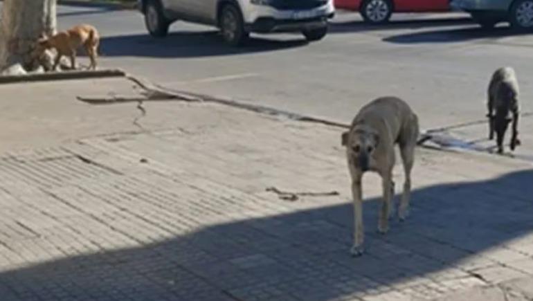 Más de 80 perros muertos y una investigación que no afloja