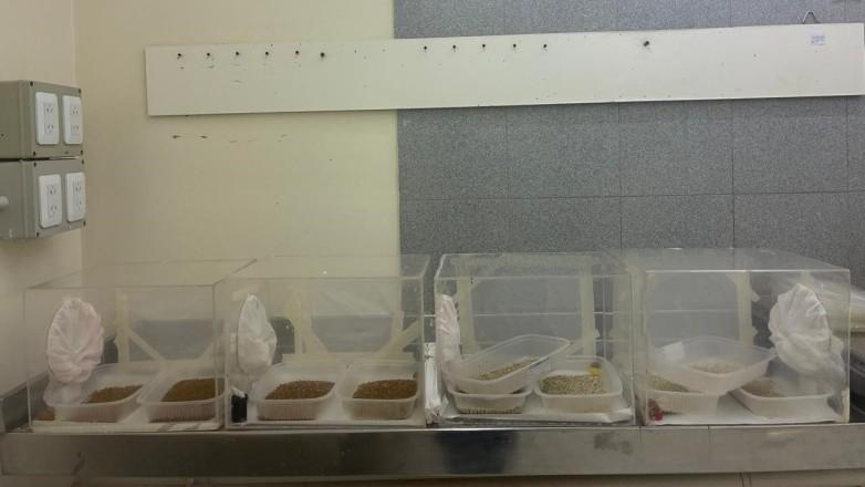 San Juan incorporó material genético para reforzar el combate contra la Mosca de los Frutos