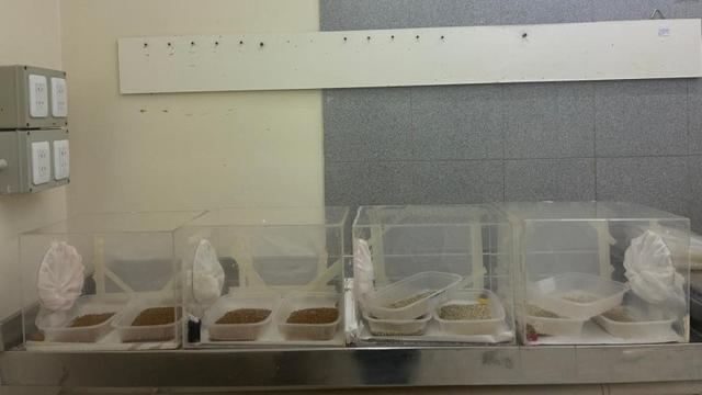 San Juan incorporó material genético para reforzar el combate contra la Mosca de los Frutos