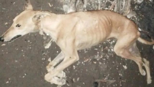 Investigan una serie de envenenamientos de perros que ya dejó más de 80 muertos