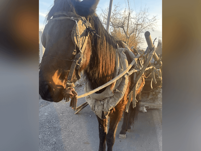 Detuvieron a un hombre tras detectar un equino en estado crítico