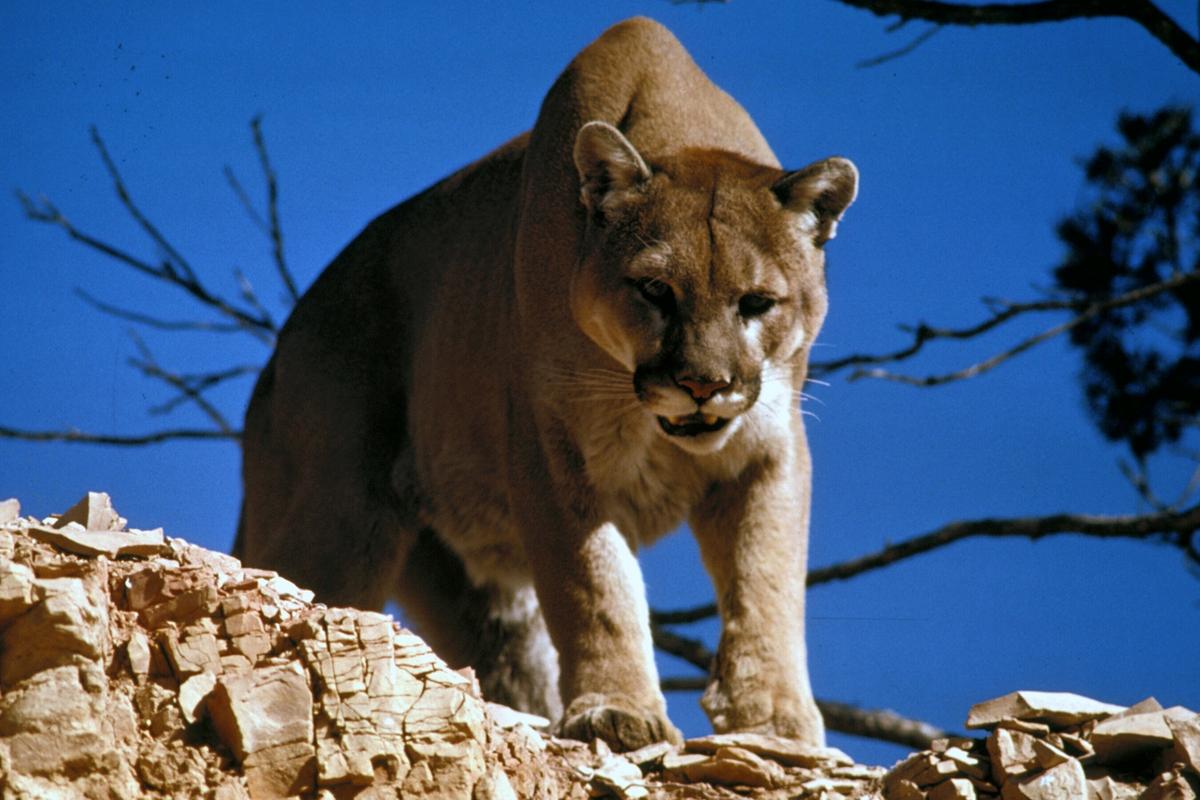 Rescataron a un puma en Rivadavia y su estado es delicado