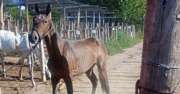 La Justicia de Mendoza marcó un antes y un después con un fallo sobre dos yeguas rescatadas