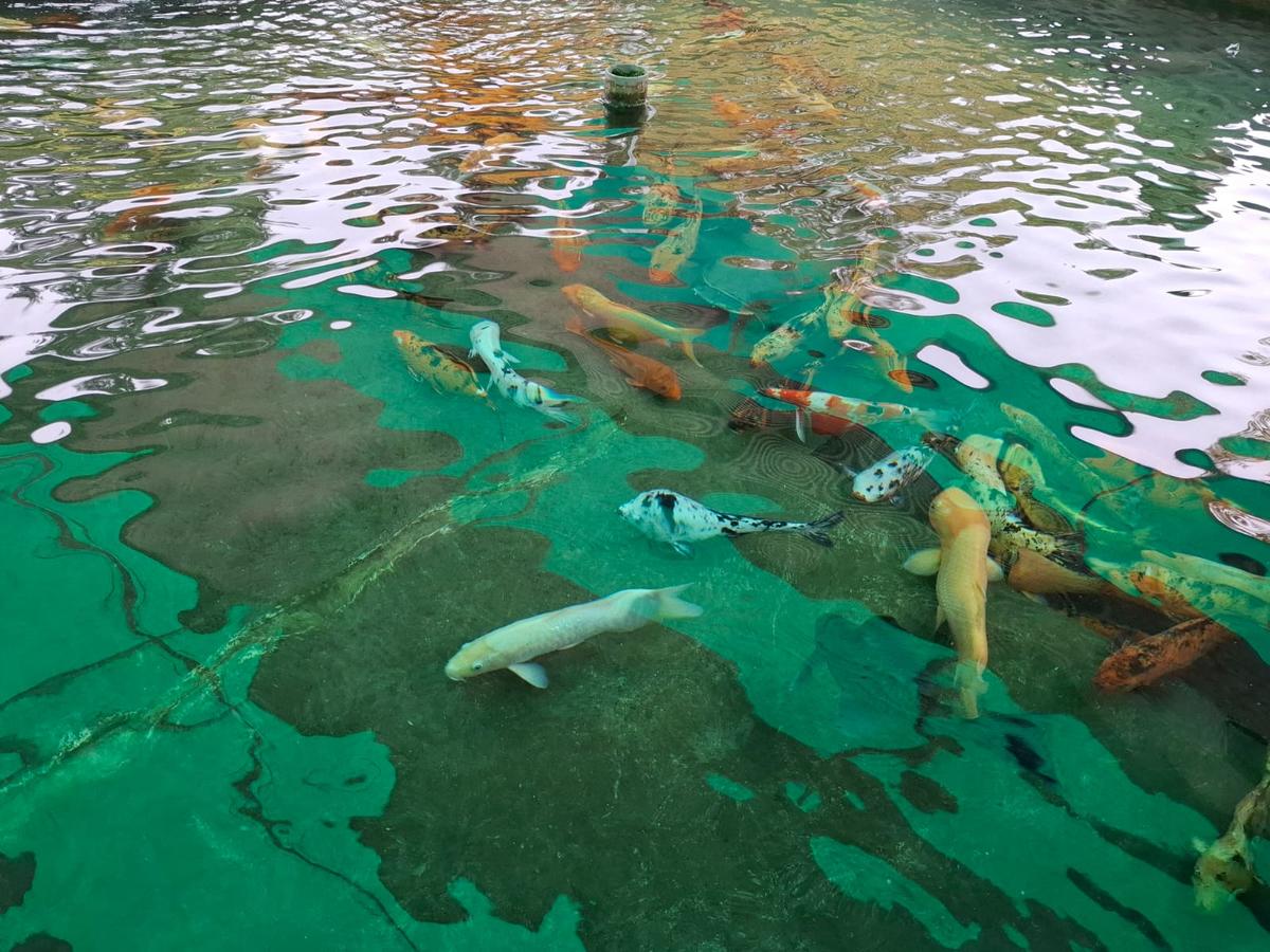 Abren un recorrido para ver de cerca a los peces del Parque de Mayo