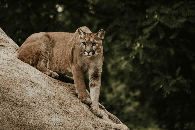 Rescatan un puma en Rivadavia y sigue internado en estado crítico