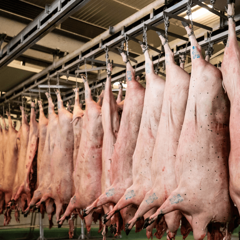 El cerdo argentino no afloja: exportaciones y producción pegaron un salto fuerte