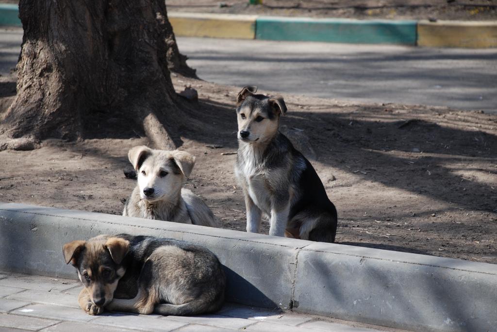 Capital y Patitas sin Hogar sellaron un plan para cuidar a perros y gatos