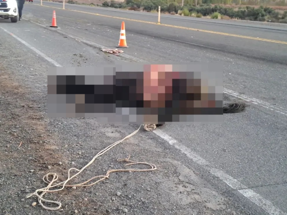 Una combi embistió a un caballo en Ruta 40