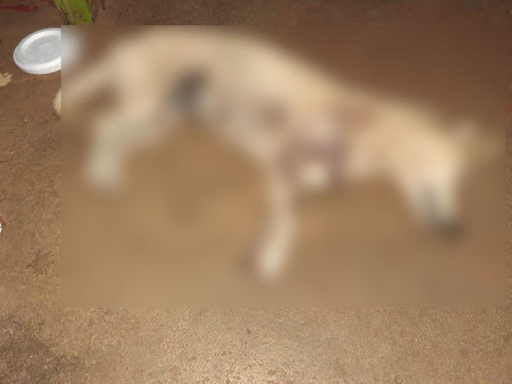 Detuvieron a un hombre de 72 años por la muerte de un perro en una finca