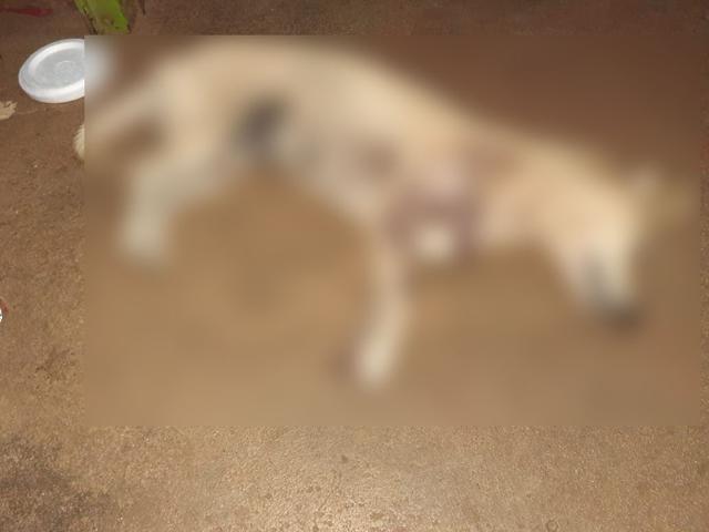 Detuvieron a un hombre de 72 años por la muerte de un perro en una finca