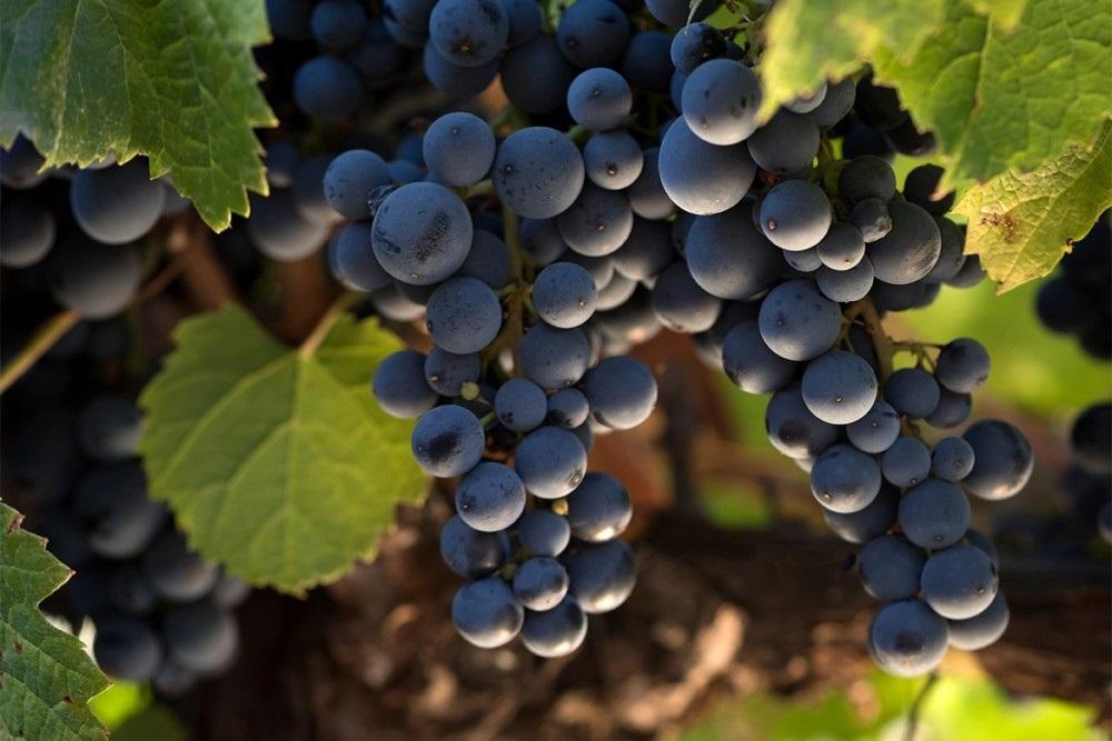 La uva sanjuanina apunta otra vez a Brasil: comenzó una inscripción clave para los productores