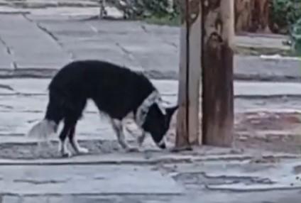 Buscan rescatar a un perro presuntamente abandonado en Chile y Entre Ríos
