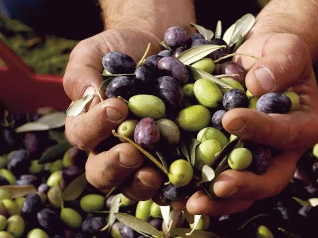 La Maestría en Cultivo e Industrias del Olivo inicia su tercera cohorte con perfil profesional