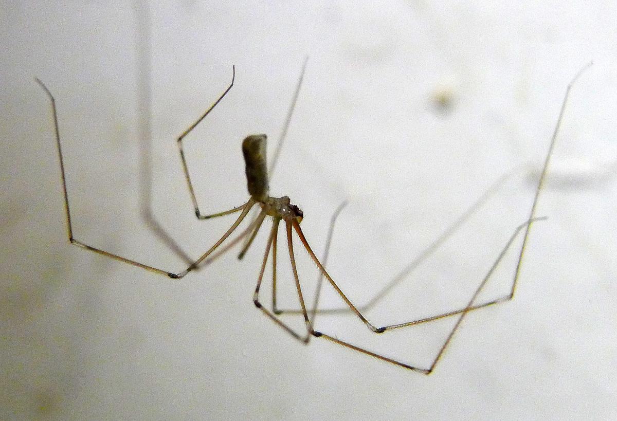 La araña de patas largas que muchos espantan y en realidad ayuda en casa
