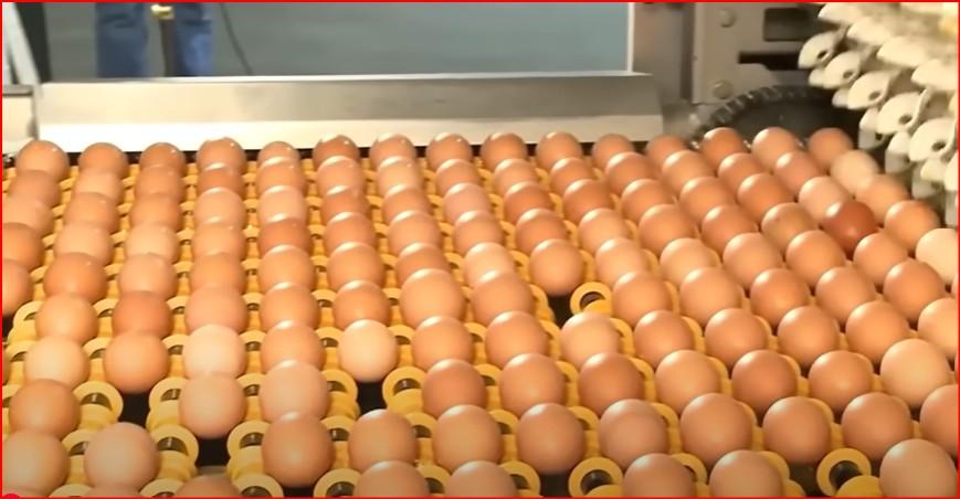 La carne porcina y los huevos argentinos se disparan en el exterior y marcan un arranque histórico