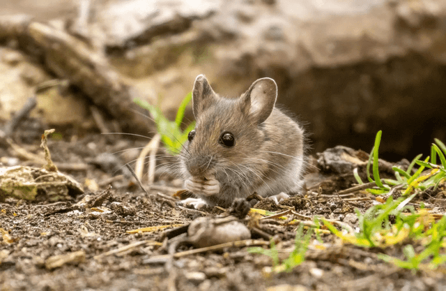 Suman 47 los casos de hantavirus detectados en el país en 2026