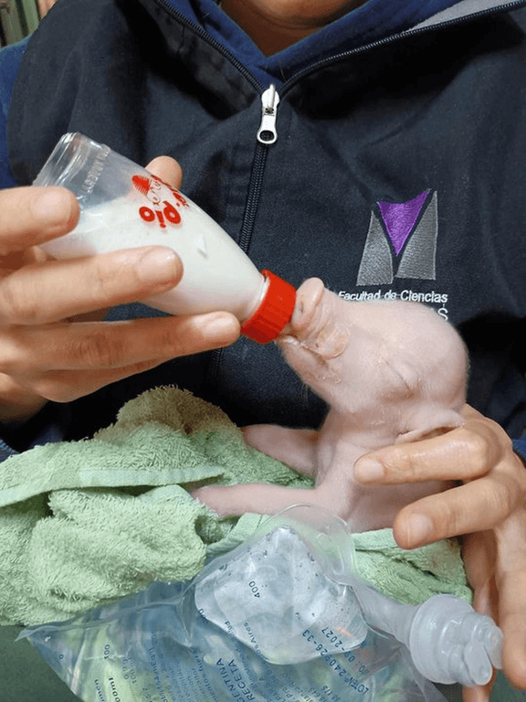 Argentina registró el primer nacimiento de un cerdo clonado en la región