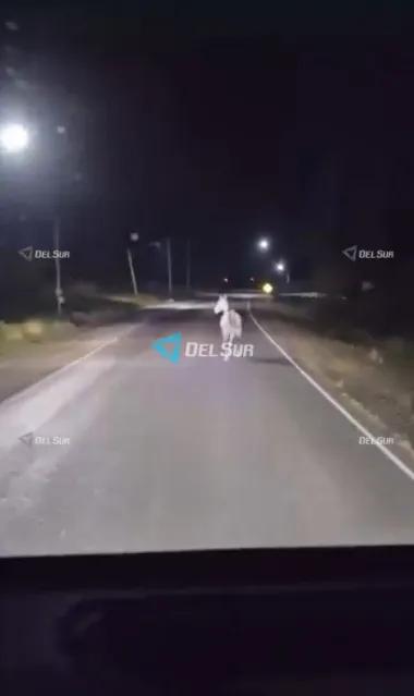 Un caballo sobre la calzada alarmó a un chofer en Cochagual