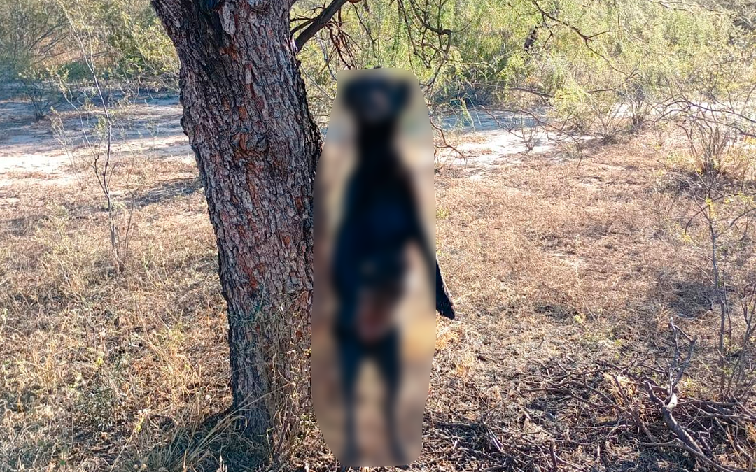 Valle Fértil: denuncian que ahorcaron a una perra y abandonaron a sus cachorros