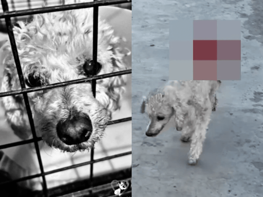 Murió Floppy, la perrita que peleó hasta el final tras ser atropellada en Santa Lucía