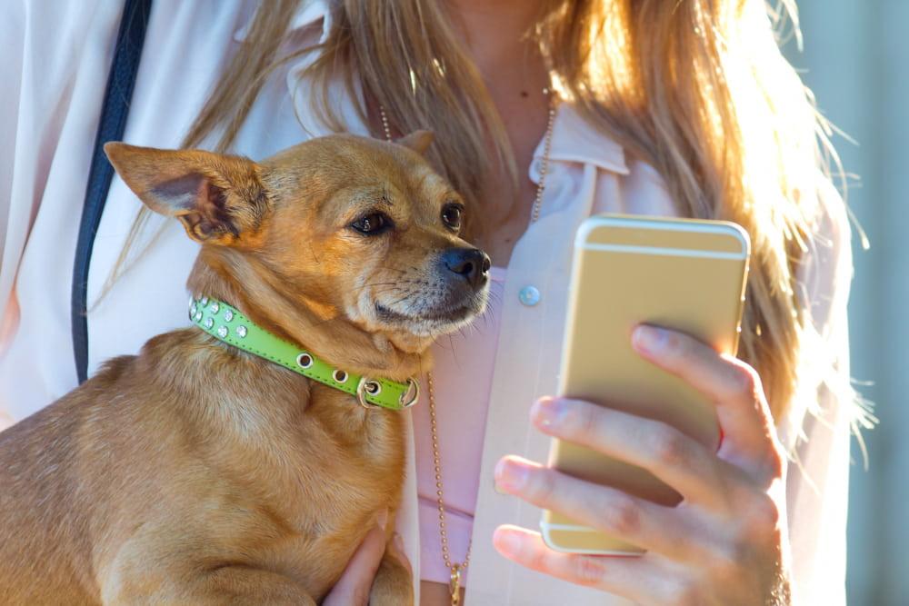 Kahu, la app sanjuanina que busca transformar el cuidado de las mascotas