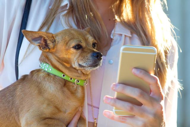 Kahu, la app sanjuanina que busca transformar el cuidado de las mascotas