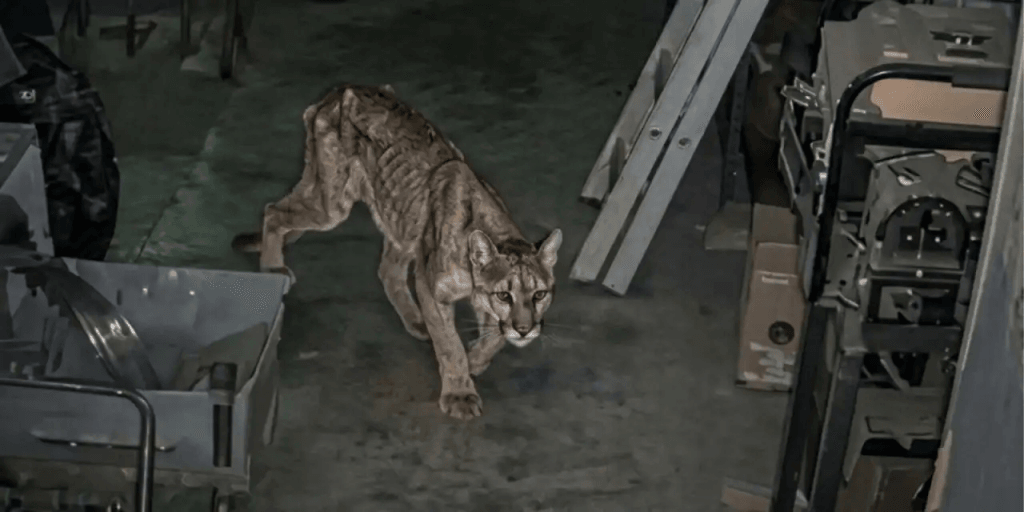 Un puma ingresó al predio del IGSV en Zonda y murió días después
