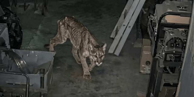 Un puma ingresó al predio del IGSV en Zonda y murió días después
