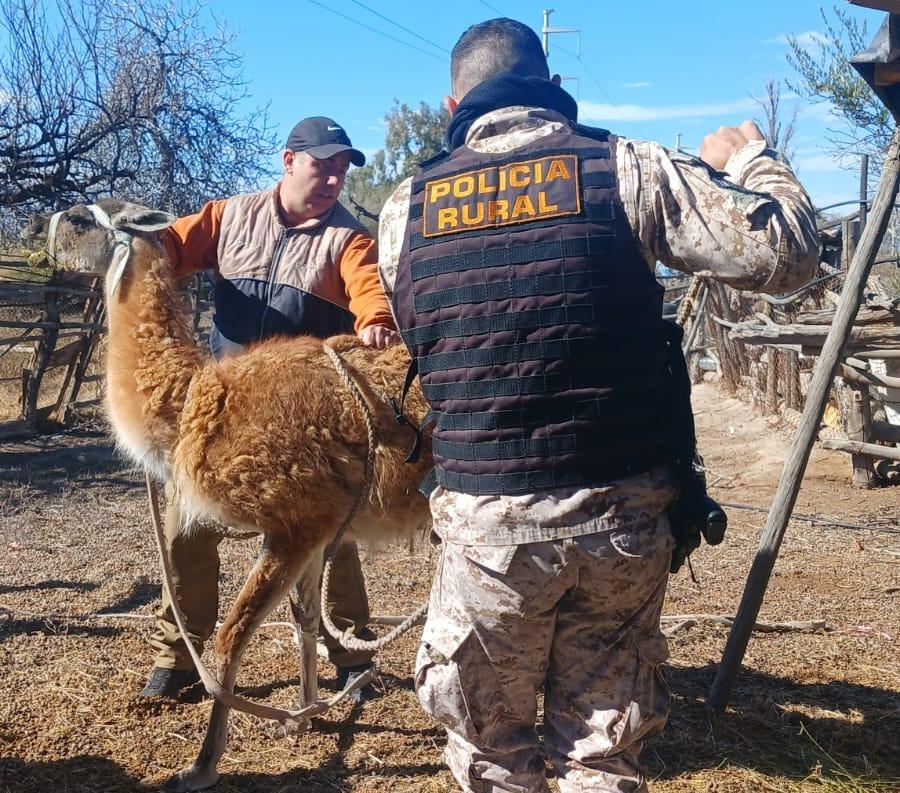 Allanaron una vivienda en Caucete y hallaron un guanaco, aves silvestres y otros animales en cautiverio