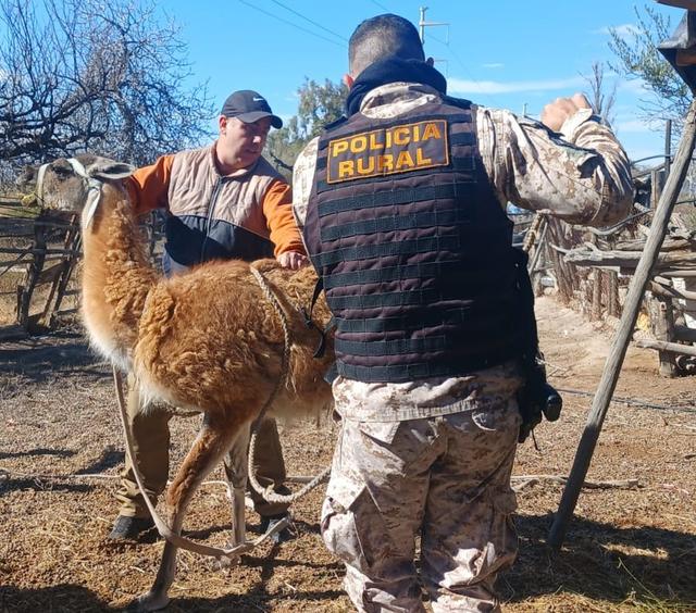 Allanaron una vivienda en Caucete y hallaron un guanaco, aves silvestres y otros animales en cautiverio