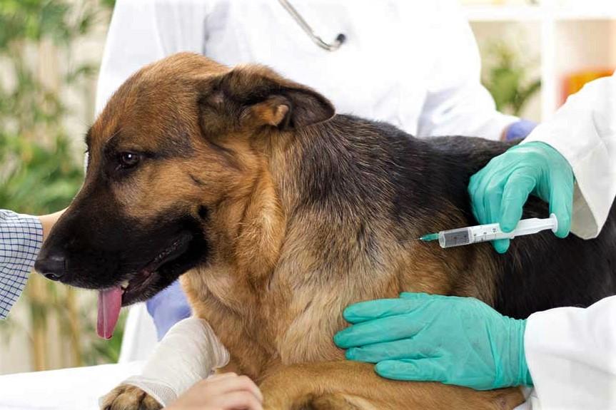Vecinos de Capital podrán vacunar gratis a sus perros y gatos este viernes