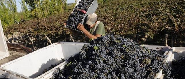 Extienden vencimientos y bajan la tasa de créditos vitivinícolas