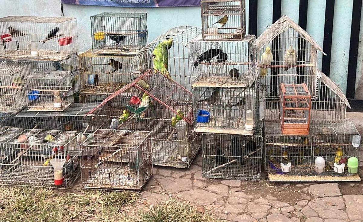Vendían fauna por internet y la mandaban en encomiendas: desbaratan una red que operaba en varias provincias