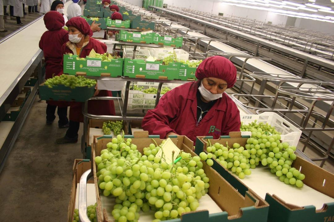 Productores de uva ya pueden inscribirse para exportar a Brasil: cómo realizar el trámite