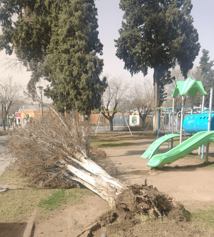 El viento tiró árboles, cortó cables y dejó sin luz a parte de Valle Fértil