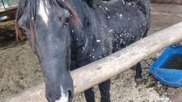 Mendoza: la Justicia reconoció a dos yeguas como sujetos de derecho en una causa por maltrato