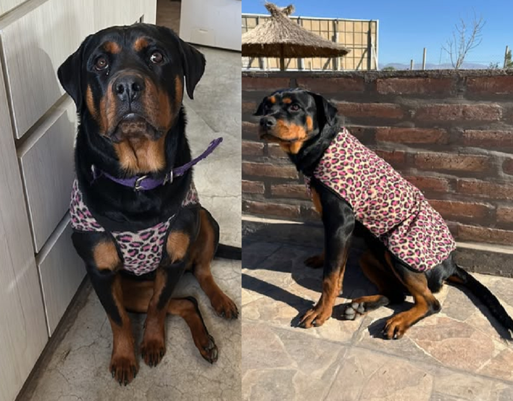 Una familia sanjuanina busca a Lola, la rottweiler cachorra que se perdió en plena zona de Calle 9 y Ruta 40