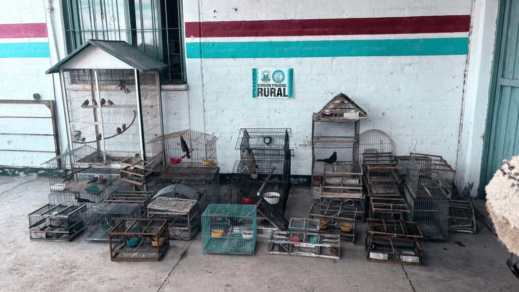 Allanamientos en Pocito dejaron el secuestro de más de 40 aves silvestres
