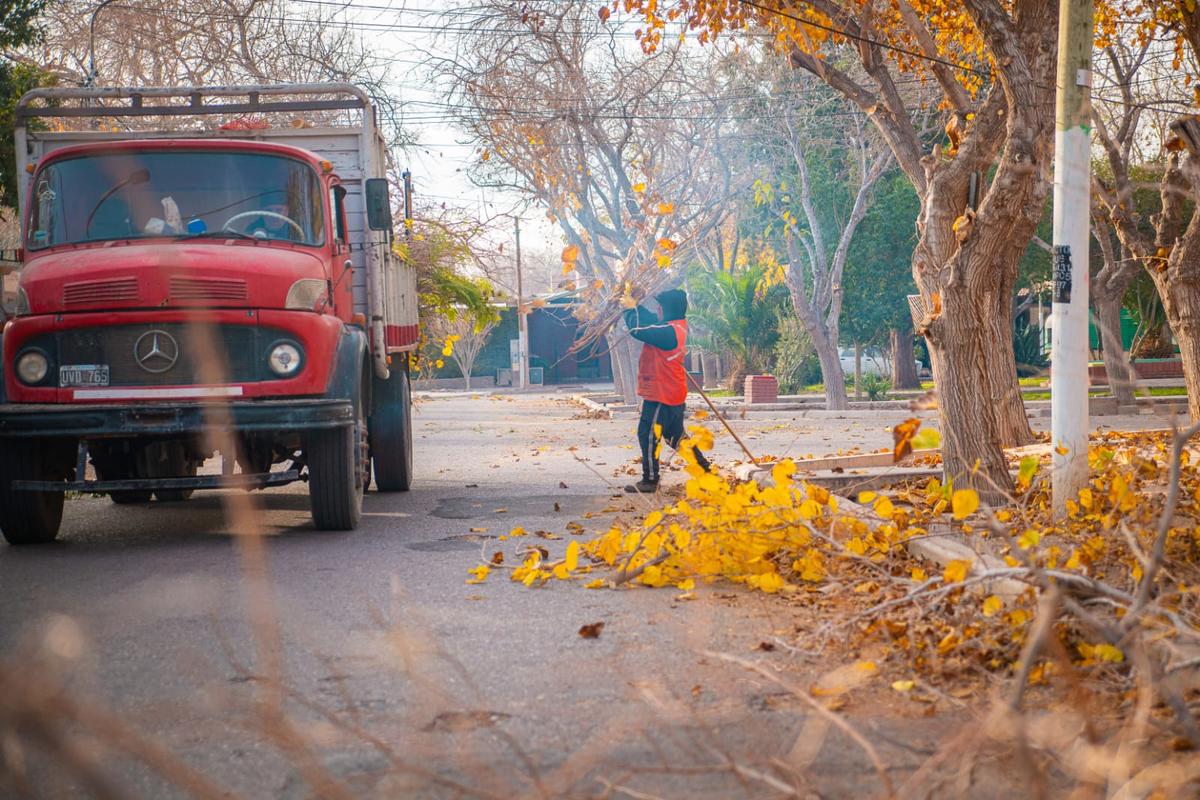 Arrancó la poda controlada en Rivadavia para proteger el arbolado y ordenar las calles