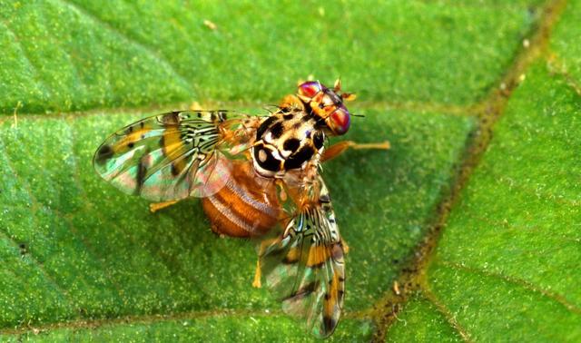 Impulsan una campaña invernal para frenar la mosca de los frutos