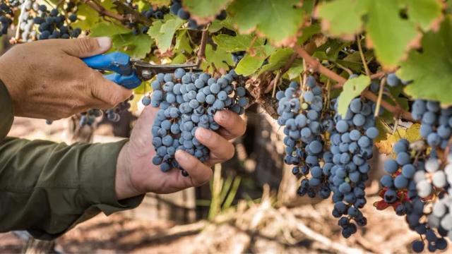 El nuevo megaproyecto de desregulación de Milei borra la COVIAR y el fraccionamiento de vino en origen