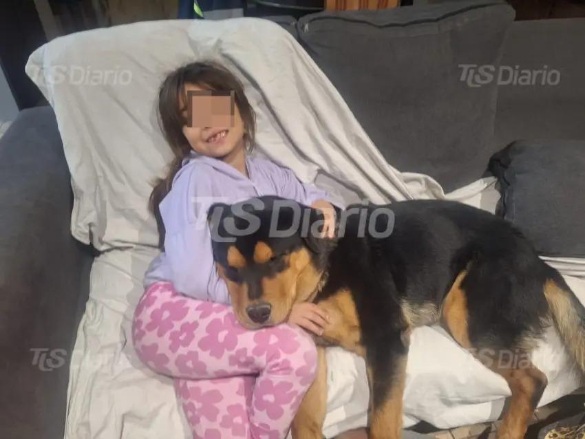 Buscan a Lolo, el perro sanjuanino que desapareció y necesita su medicación urgente