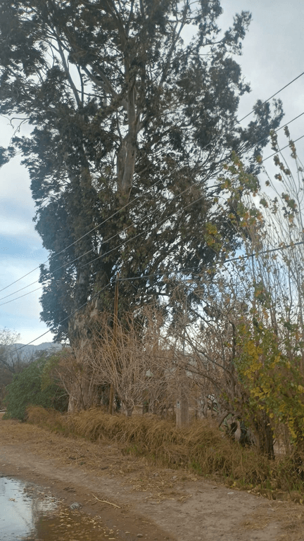 El viento volvió a complicar el servicio eléctrico en varios sectores