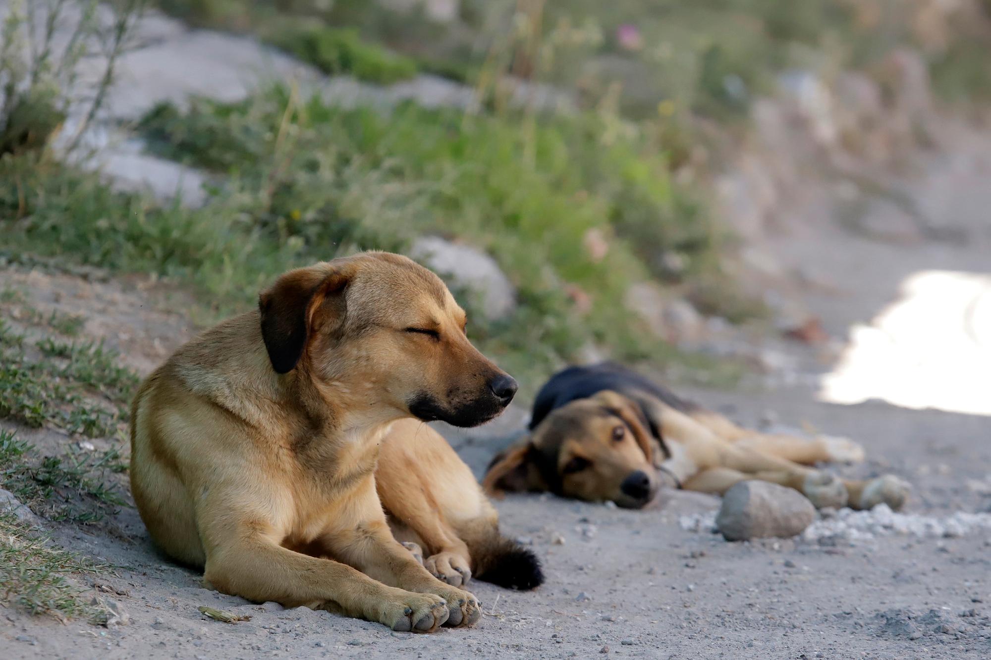 Va a juicio un hombre acusado de matar a tres perros con comida envenenada