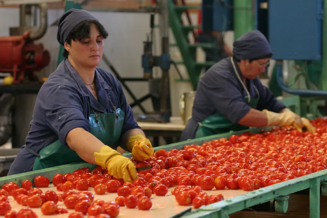 Guillermo López advirtió por el desgaste que atraviesa la producción tomatera