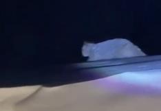Un puma cruzó la ruta y frenó a trabajadores rumbo a Veladero